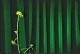 int_plants.jpg